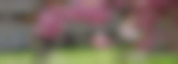 Draai een week mee op de dagbesteding voor mensen met dementie - Jordan