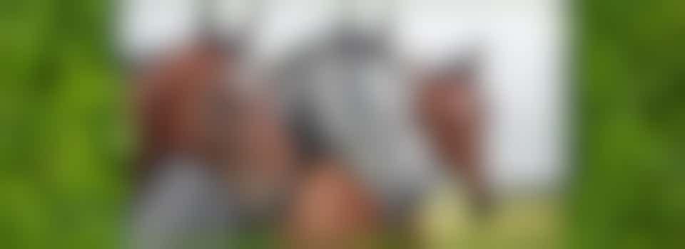 Prinses Maxima Manege