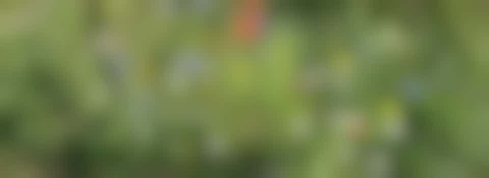 WestRaven Community Garden