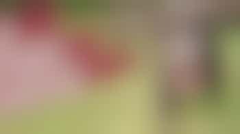 Volunteer Dog Training