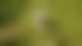 Brill Windmill Guide