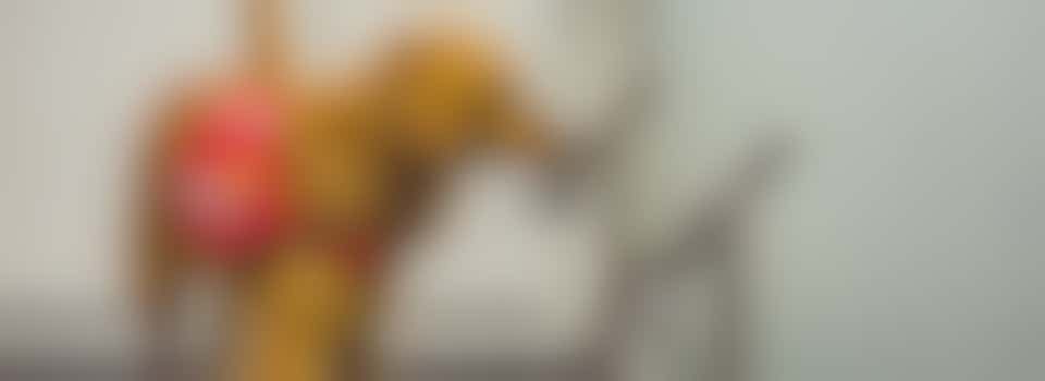 Medical Detection Dogs