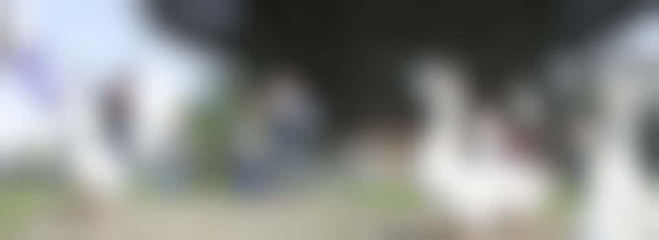 vrijwilliger PR / sociale media