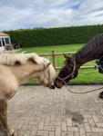 Stichting pink stables