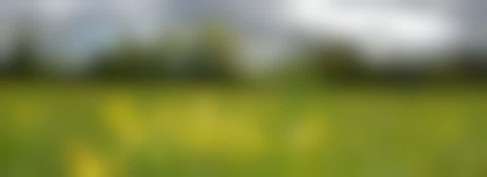 Friends of Hucclecote Meadows SSSI