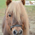 The Shetland Pony Welfare Trust