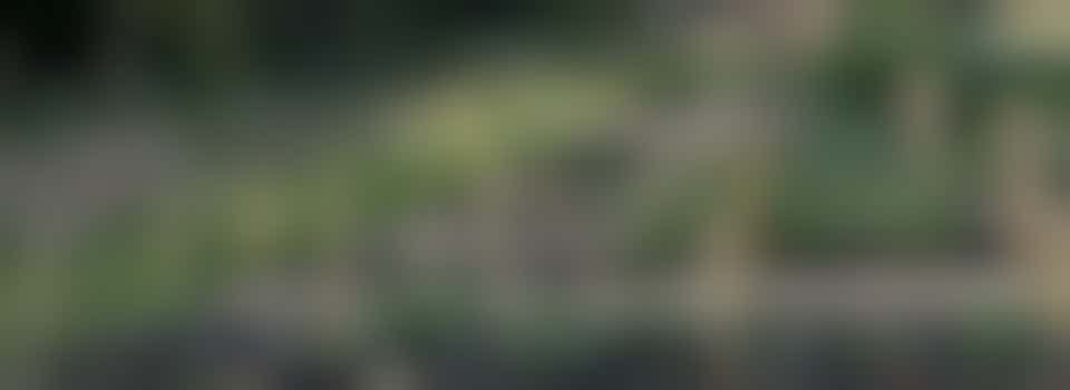 Kiftsgate Cut Flowers