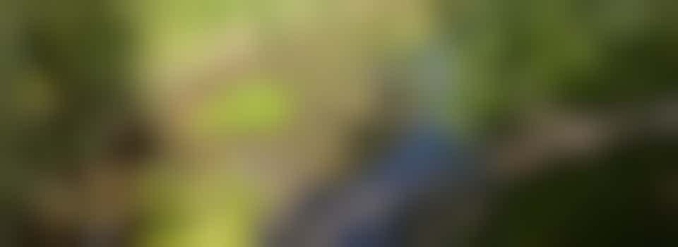 Greater Cambridge Chalk Stream Project (GCCSP)