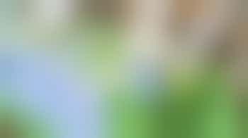 Community Liaison Volunteer