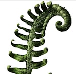 The Friends of Danesbury Fernery