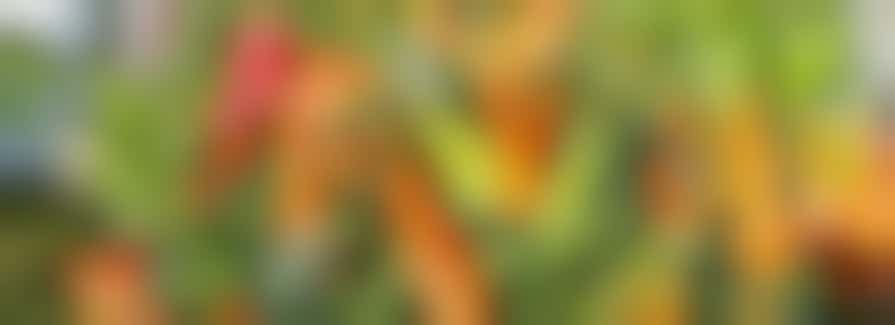 Uncle Paul’s Chilli Charity