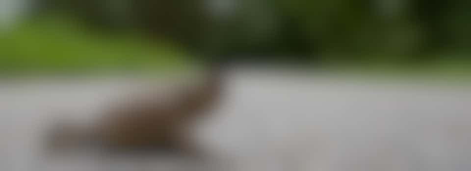 Paddenoverzetter Kijkduin