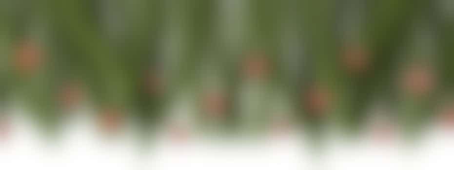 🎄Warm Winter Weeks: Hanging Christmas decorations at Florence Jonker Frans!