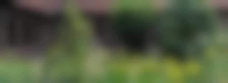 Tuiniers voor middeleeuwse pandhof aan de Mariaplaats gevraagd