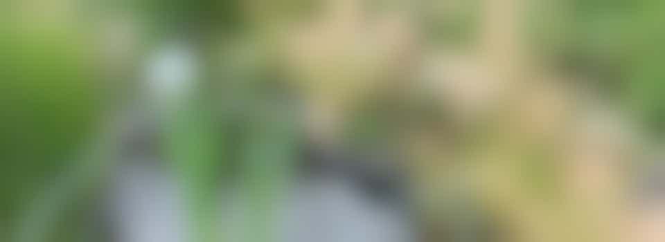 Wie vindt het leuk om onze vijvers te onderhouden?