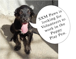 Volunteers needed to help out in the Puppy Play Pen! 