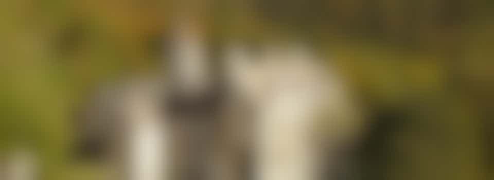 Communications & Marketing Trustee