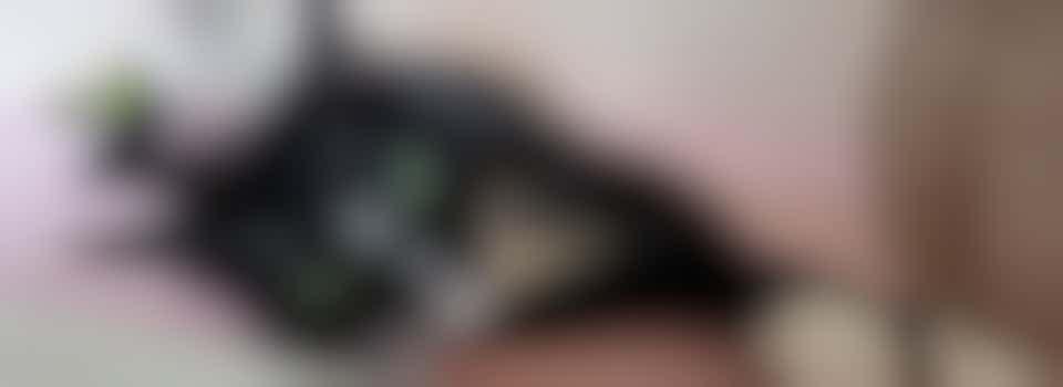 Cattery Care Assistant