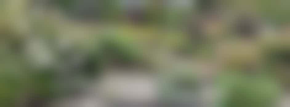 Gardening Volunteer, Kelling Hospital