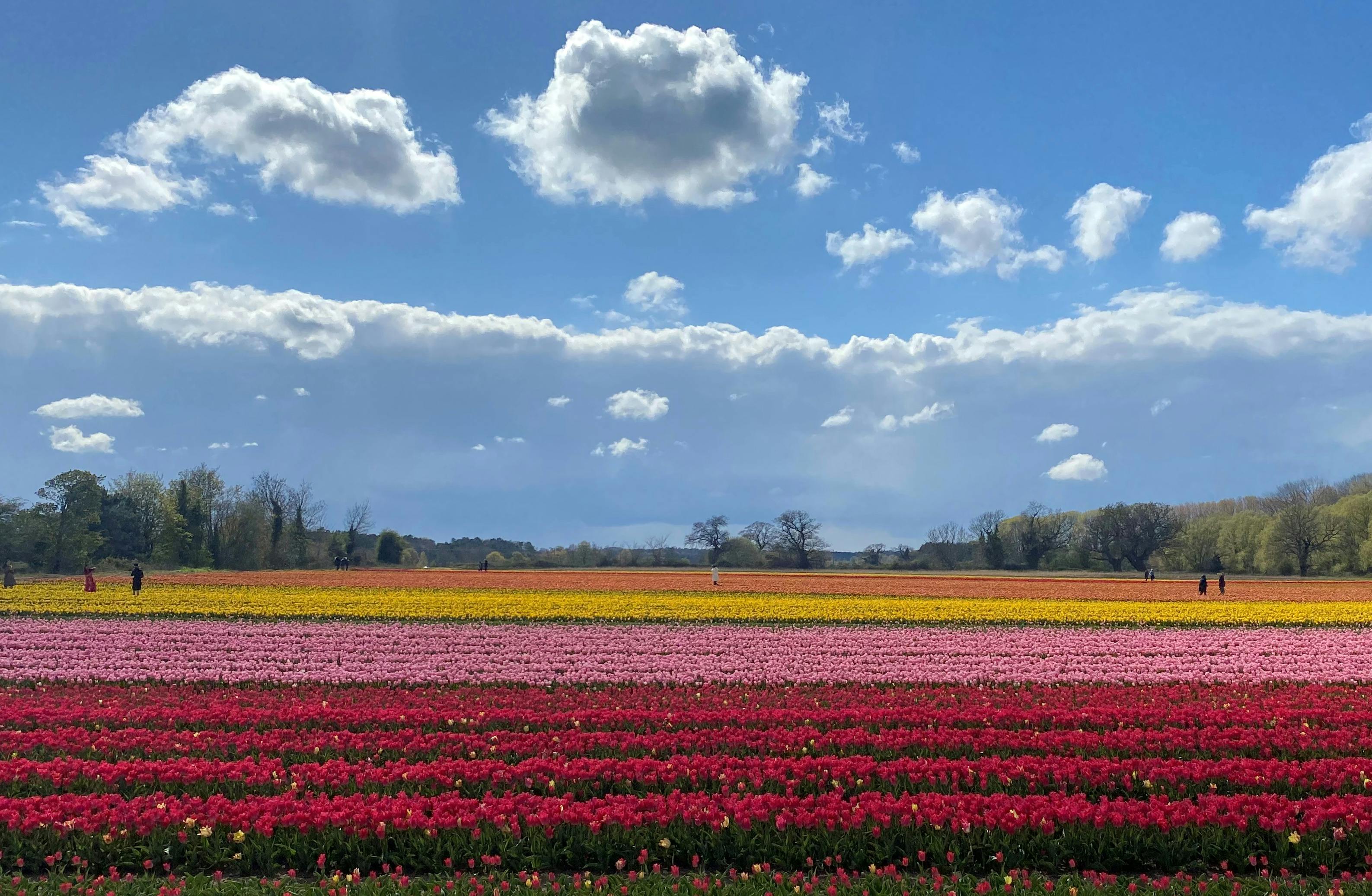 Tulips for Tapping 2024 Get InVOLved Norfolk