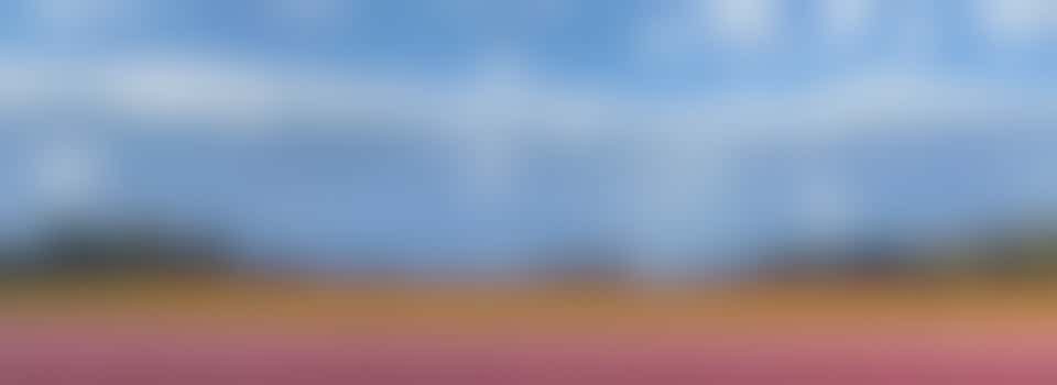 Tulips for Tapping 2024