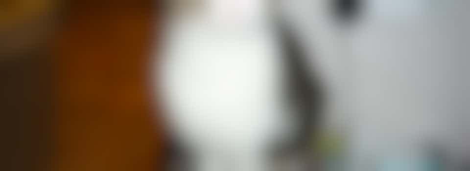 Home visitor for cat adoption