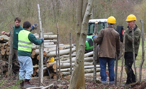 In a woodland, four people are standing next to a pile of logs, the two people to the right are wearing yellow hard hats and are hitting wooden steaks into the ground. The two people on the right are moving wood. A green tractor can be seen in the background.