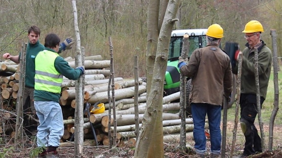 In a woodland, four people are standing next to a pile of logs, the two people to the right are wearing yellow hard hats and are hitting wooden steaks into the ground. The two people on the right are moving wood. A green tractor can be seen in the background.