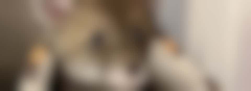 Volunteer Trainee Animal Care Assistant