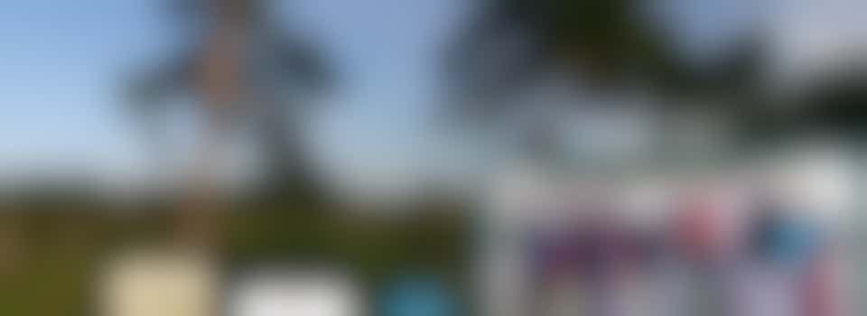 Volunteer Day: Ragwort Removal