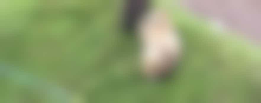 Gezellige klusdag op de dierenweide!