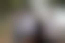 Algemeen bestuurslid PBI Nederland