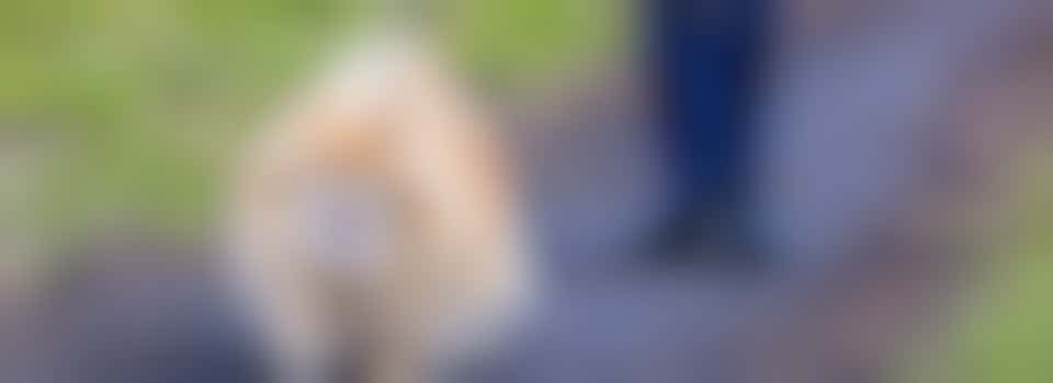 Dierenbuddy's gezocht in Terwijde, Nieuwegein, IJsselstein