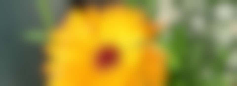 Planting a new pocket garden