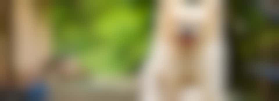 TEMPLATE: Volunteer Canine Assistant