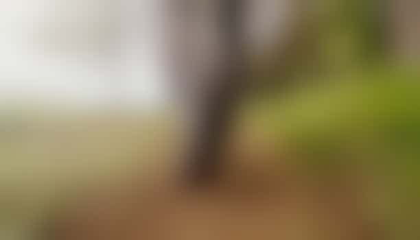 Wie wil met mij samen wandelen in de natuur?