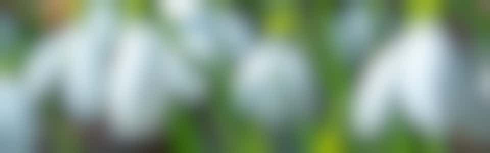 Bucks Snowdrop Walk 2025