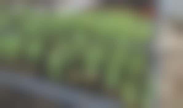 Community Nursery Volunteer