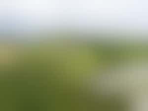 Learning Team Volunteer