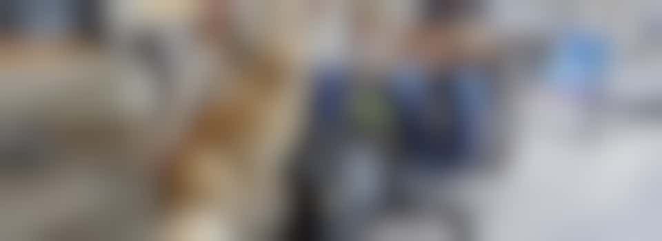 Breeding Dog Volunteer