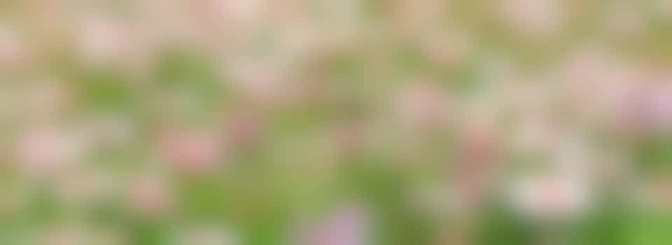 Genieten van een opgeknapte tuin!