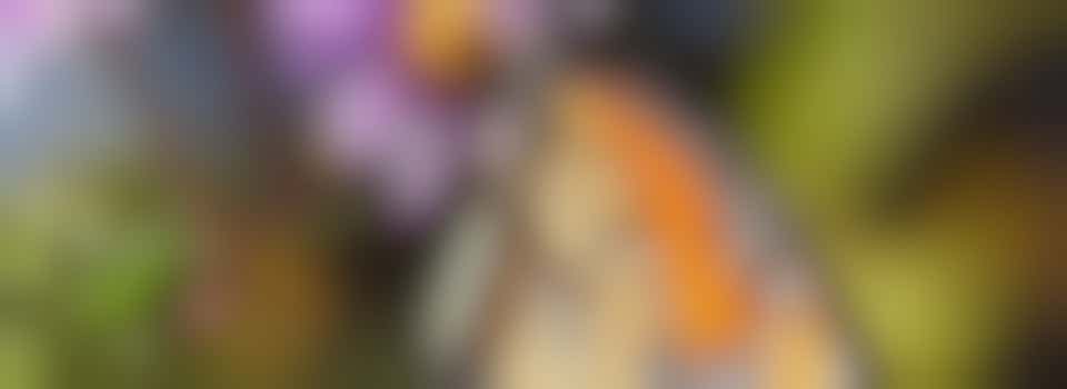 Genieten van de zon in een opgeknapte tuin!