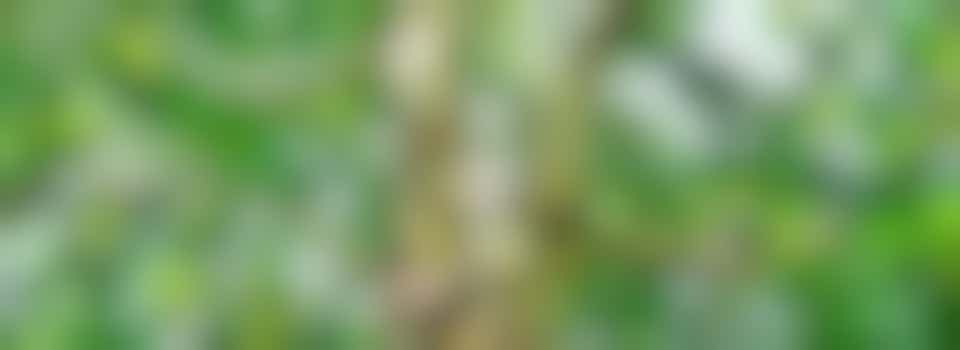 Groene vingers gezocht!