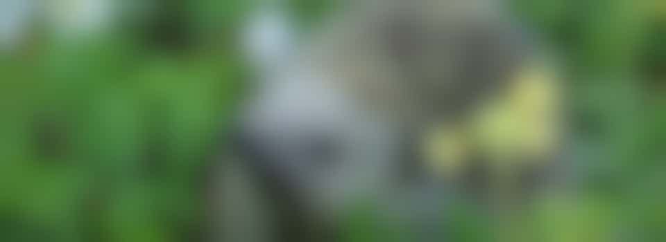 Groene vingers gezocht!