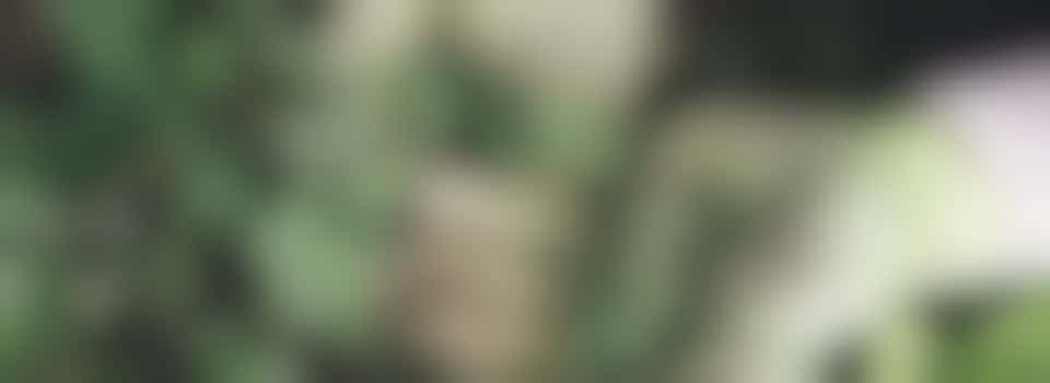 Tuinvrijwilliger gevraagd met spoed!