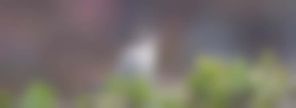 Kun jij de heg snoeien voor deze mevrouw?