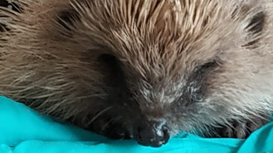 Picture of a rescued hedgehog