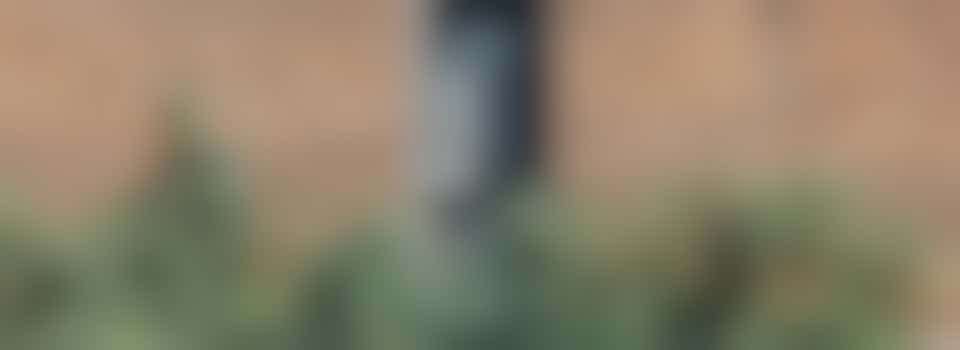 Tuin opknappen voor 76-jarige man Pijlsweerd