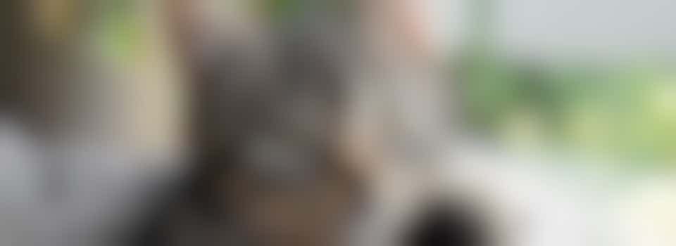 Kittenopvanger gezocht!