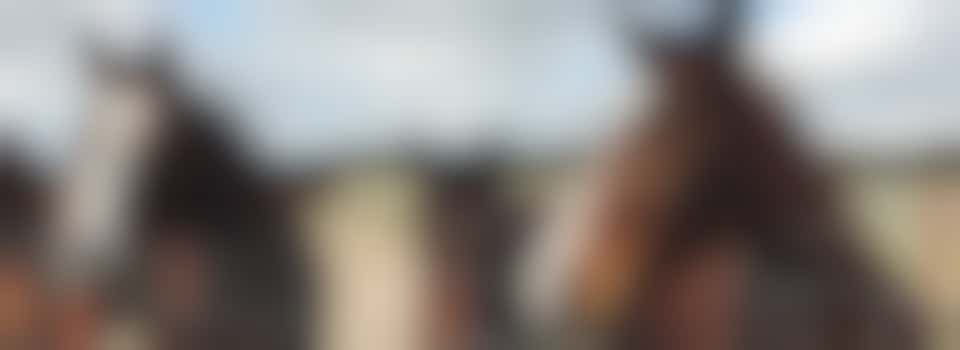 Ben jij gek van paarden? Dan zoeken wij jou!